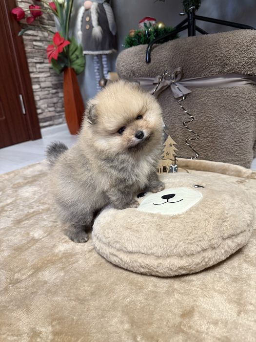 Померан две момчета и едно момиче