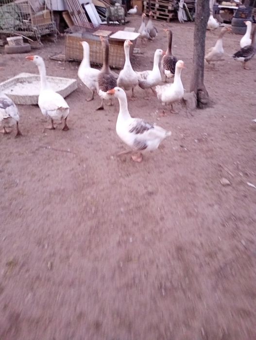 România fierbinte