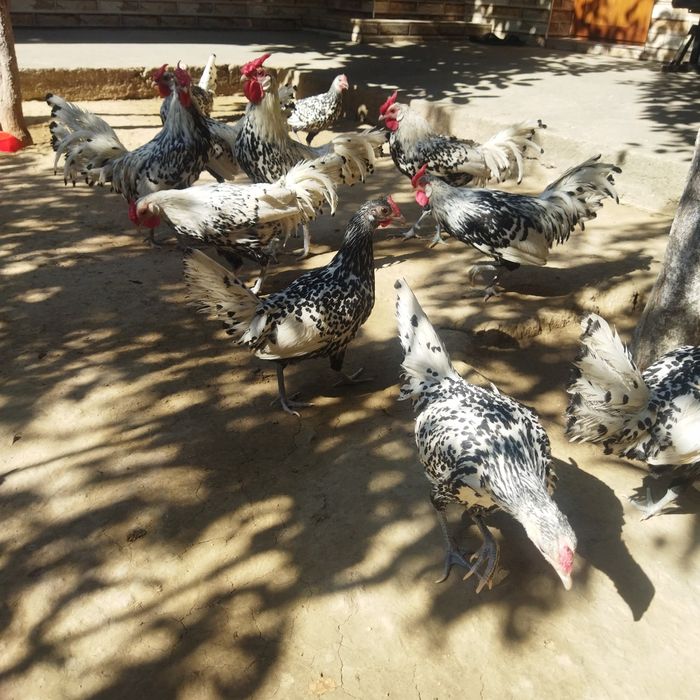 Yapon zotli gamburskiy zotli jojalarimiza sotuvda chiroyli dekarativni