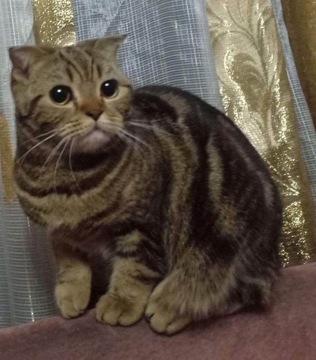 Шотландские котята 15000
