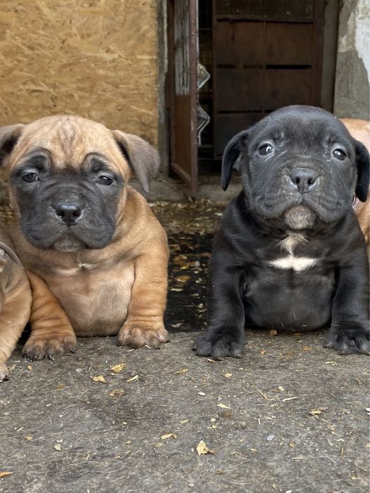 Американский булли