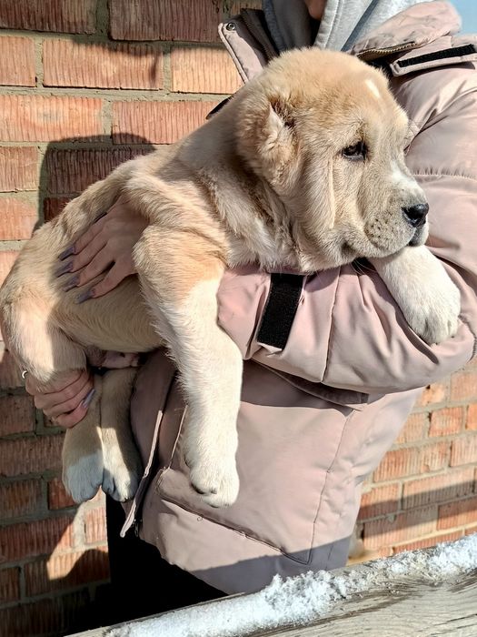 Продаются щенки САО(азиаты)