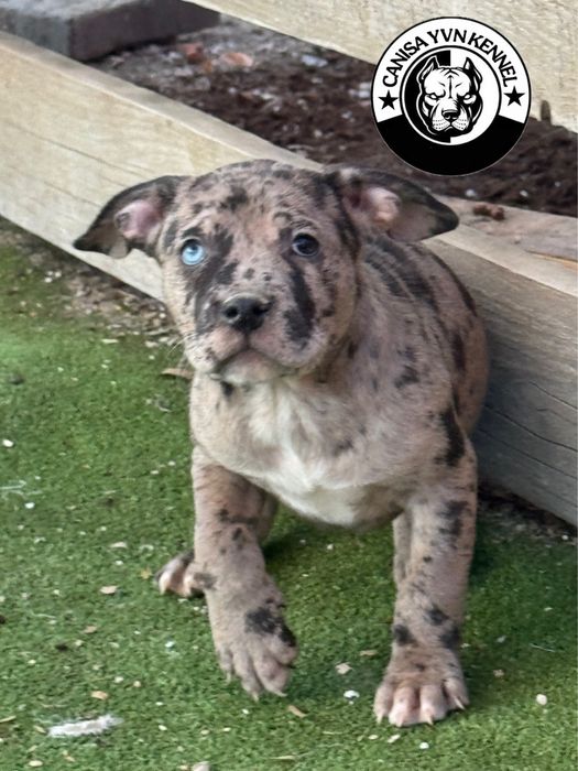 Femela amstaff blue merle
