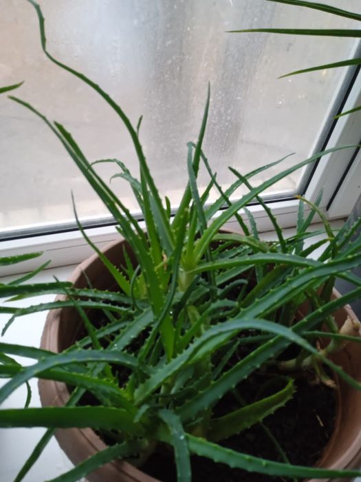 Алоэ вера и алое лечебное