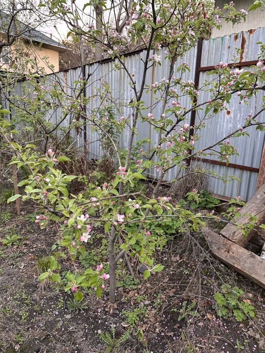 Отдам бесплатно плодовые деревья