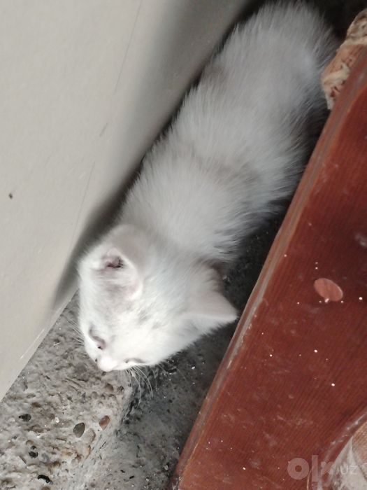 Котята белоснежные