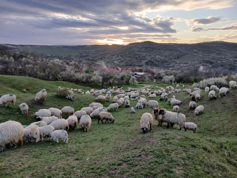 Vand 200 de oi tinere