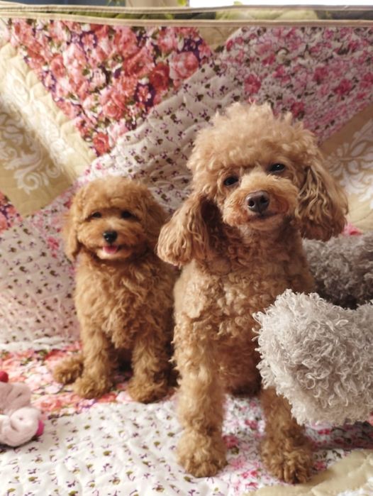 Щенки той пуделя