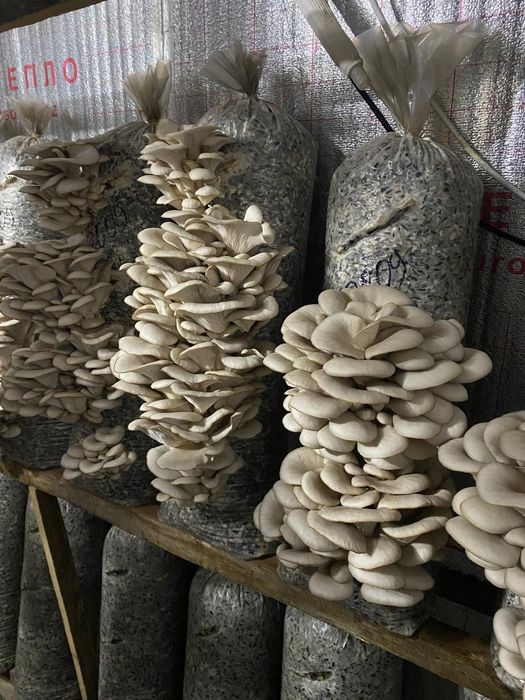 Грибы вешенка хорошо