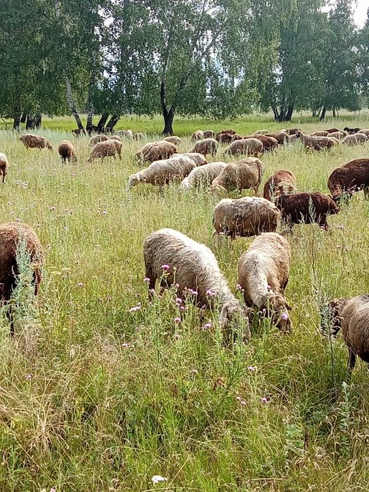 Продам стадо баранов