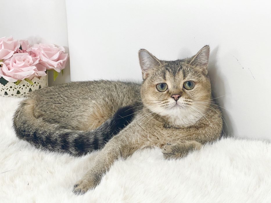 Девочка британка