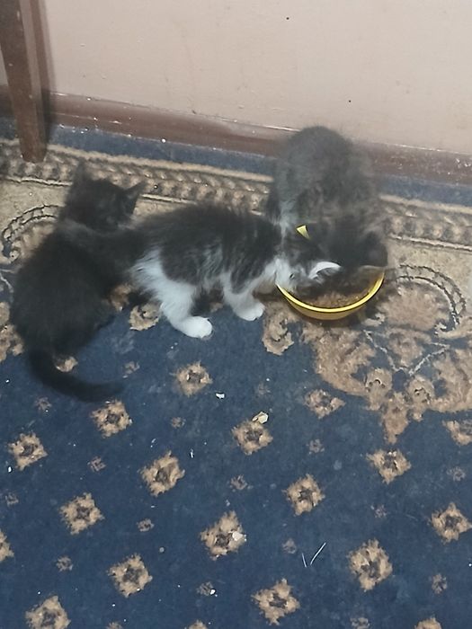 Отдам даром котят