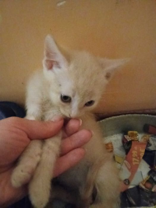 Котенца от Каварна тирсят дом