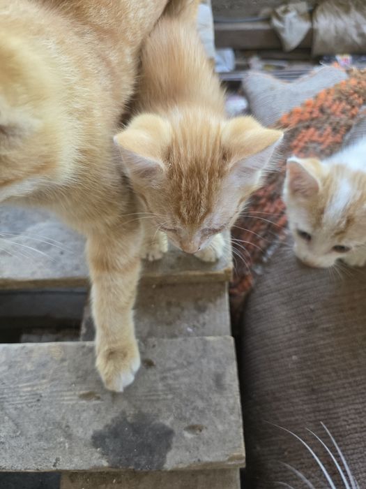 Отдам котят мальчик еркек