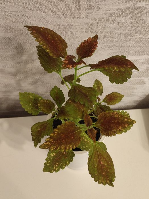 Фиалка и колеусы .