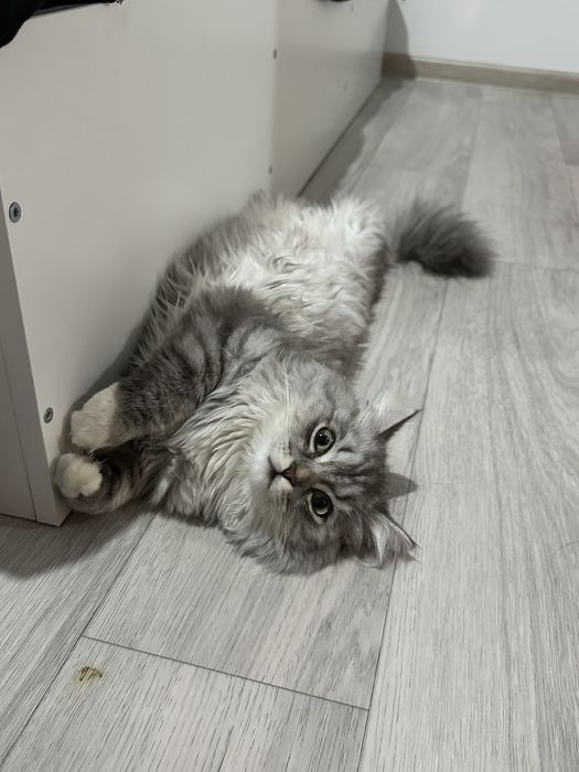 Кот ищет кошку для вязки