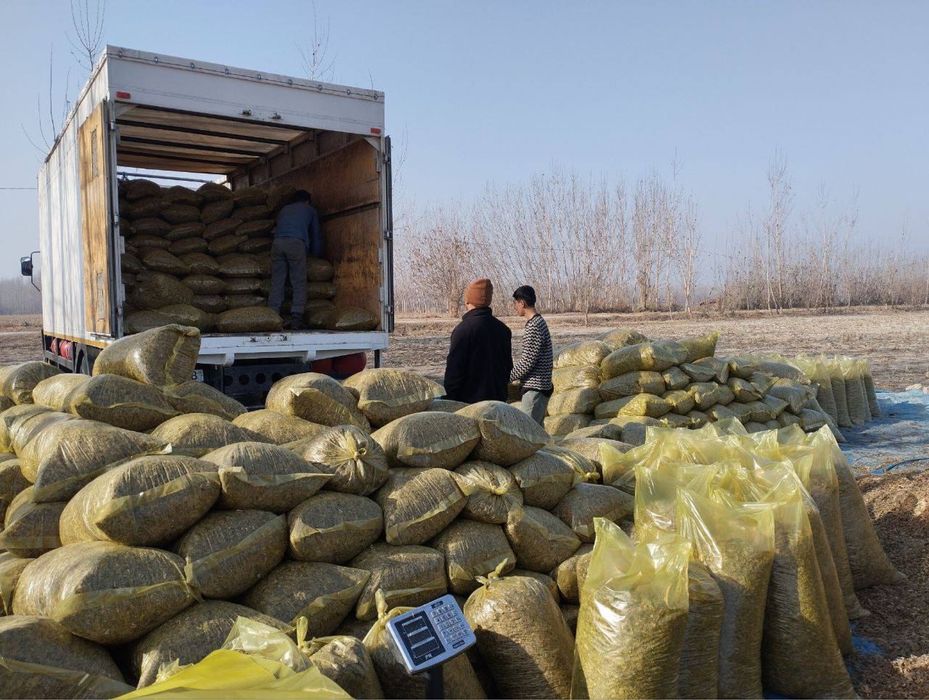 Silos donli katta midorda bor