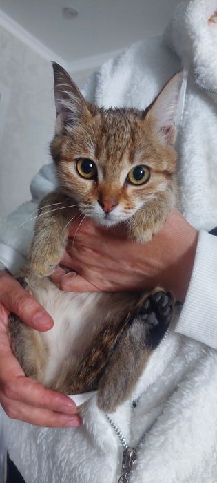 Котенок в добрые руки