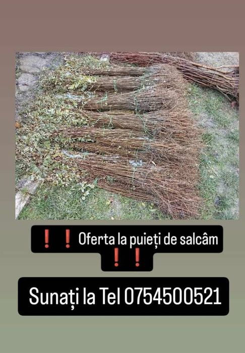 PUIEȚI FORESTIERI [salcâm si nu numai]