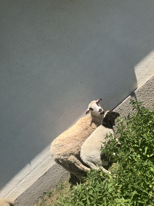 Oaie cu doi miei!