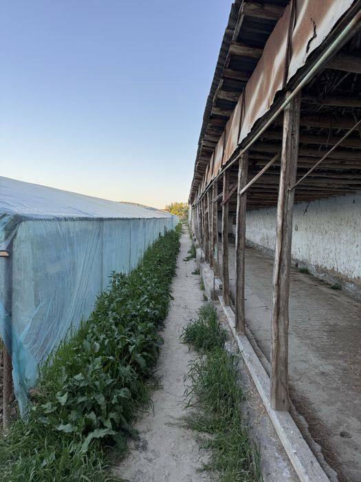 Yangiyol tumanida 65 sotix tayyor ferma va teplitsa sotiladi