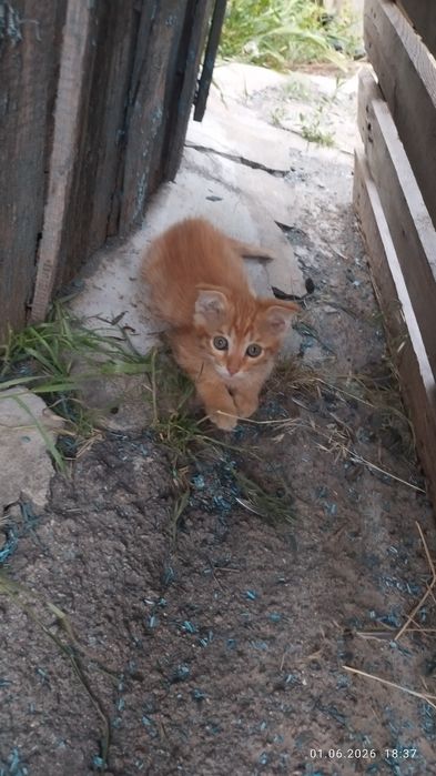 Котята котята Котята