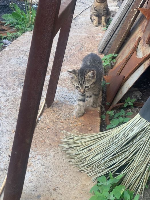 Отдам котенка мальчик