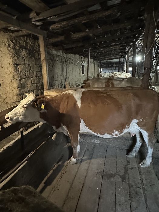 Продам дойную корову