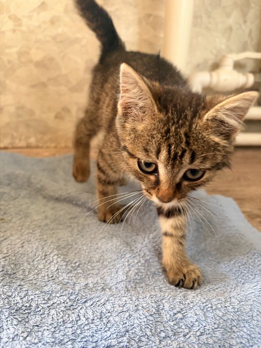 Отдам котенка в добрые руки