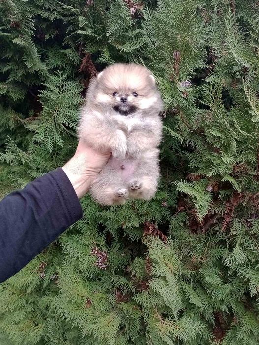 Мини  Померан  .