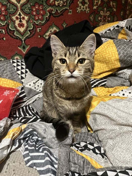 Отдам котят в добрые руки