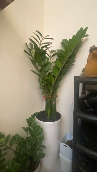 Комнатное растения