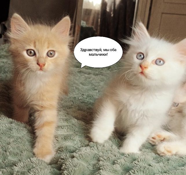 Котята бесплатно