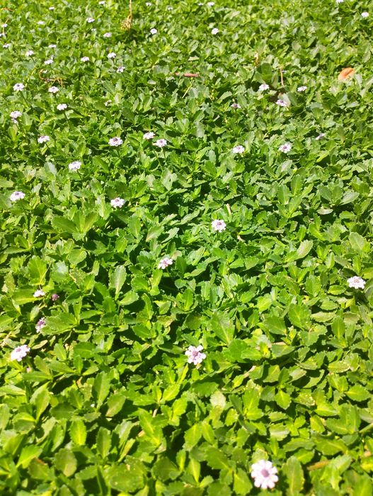 Липипия  Итальянский