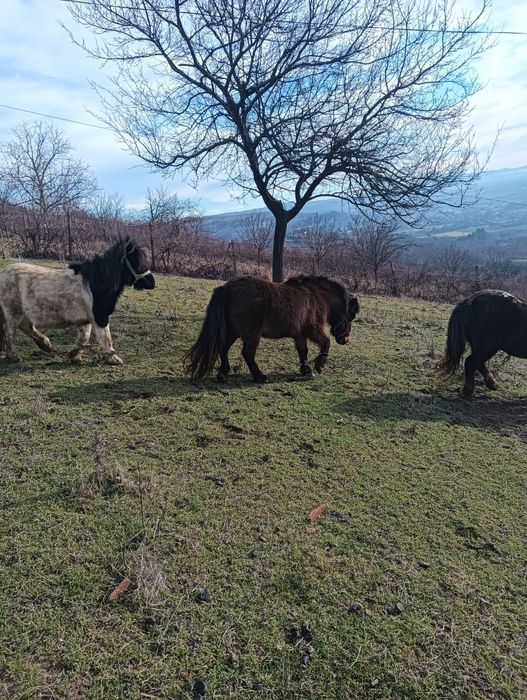 Ponei,3 femele și 1 mascul