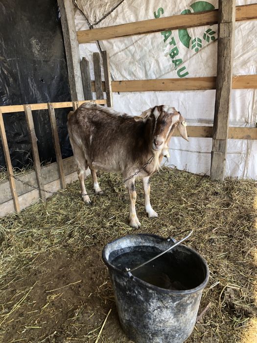 Capra si 2 iedute de vanzare