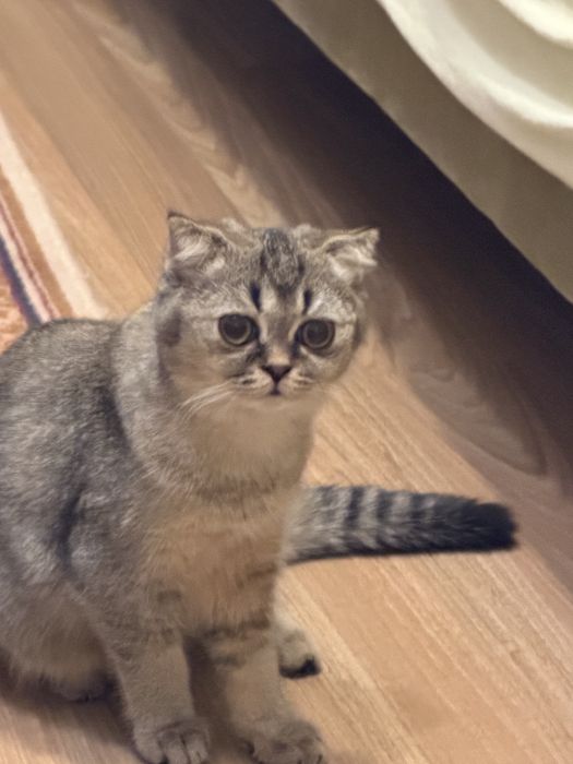 Продам кошечку .