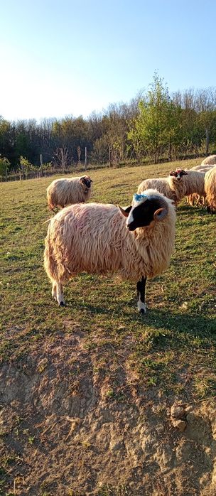 Vând un noatine breaz din oi foarte bune de lapte