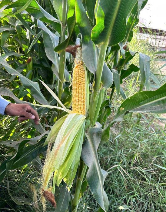 Makka (Silos) soʻtalik Yamaga bosilgan