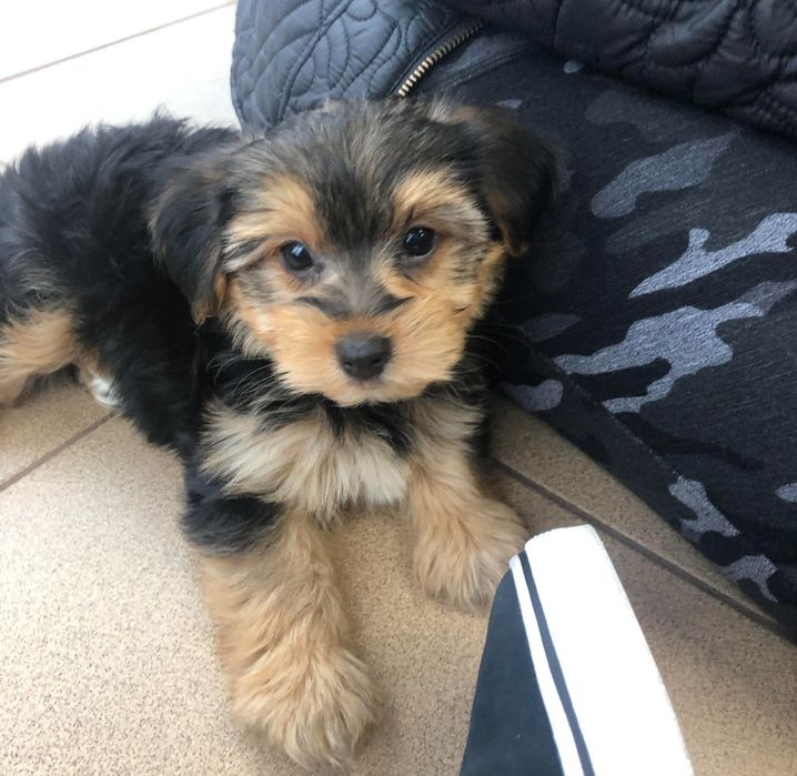 Bichon havanez fetiță