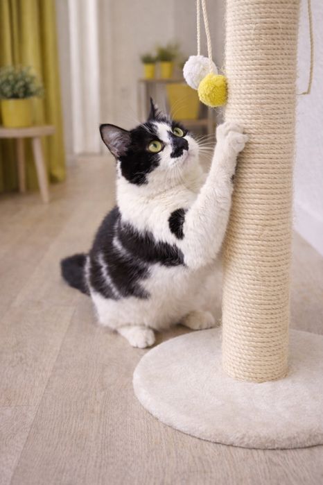 Кот МАРС ищет семью