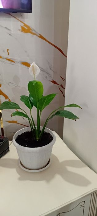 Комнатные цветы недорого