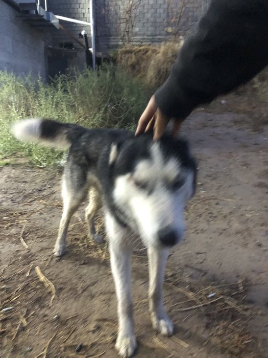 Хаски ит сатамын акылды