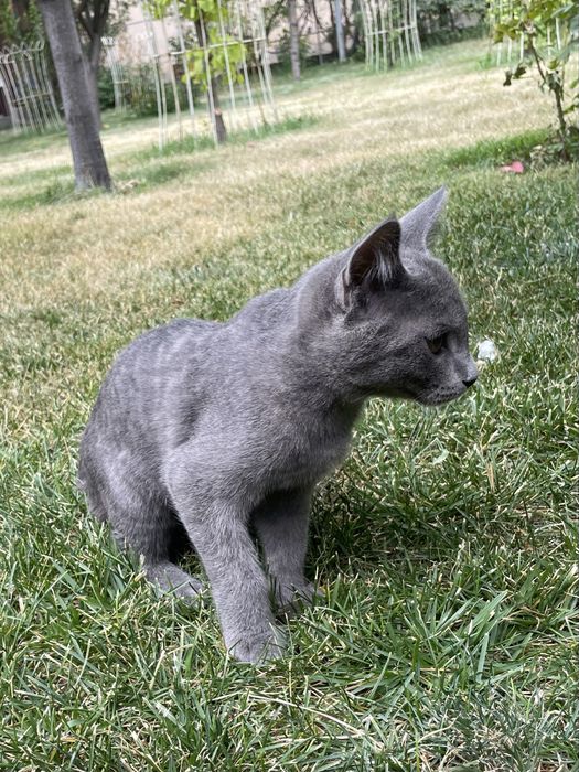 Отдам двух котят в добрые и ответственные руки