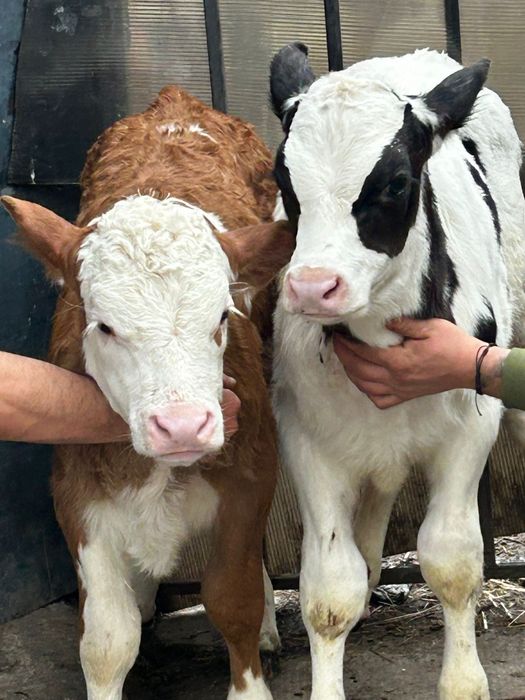 Vând un tauras și o vitea