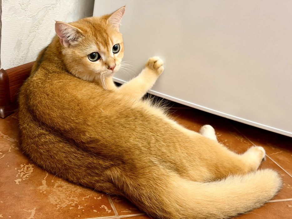 Отдам кота в хорошие руки