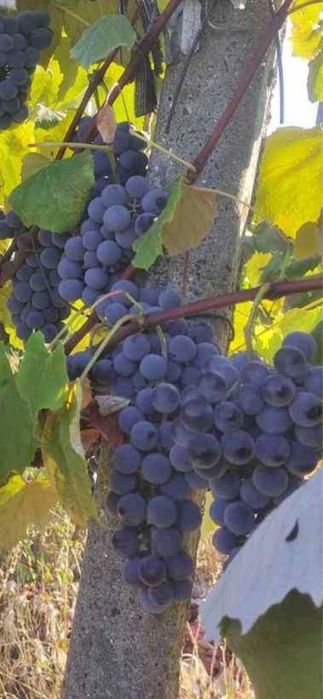 Struguri pentru vin sau Must