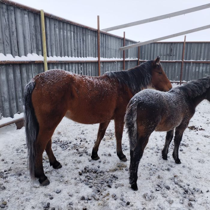 Домашняя скотина