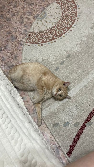 Отдам котика в добрые руки срочно