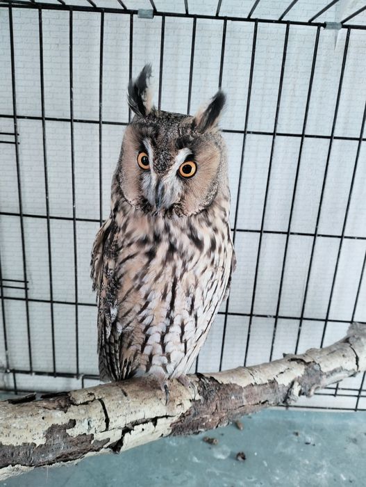 Ушастая Сова Самка продажа